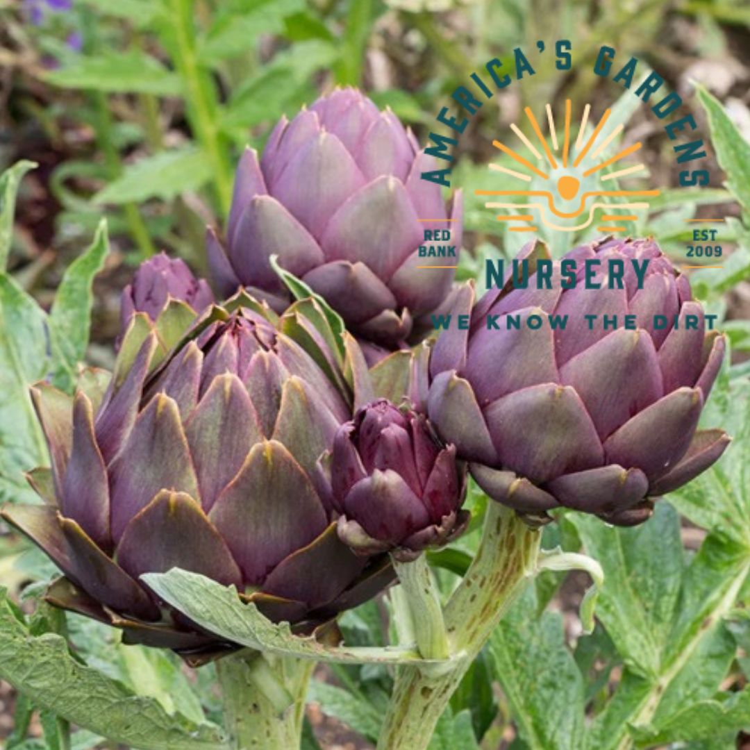 Violet de Provence Artichoke Plant - America's Gardens Nursery