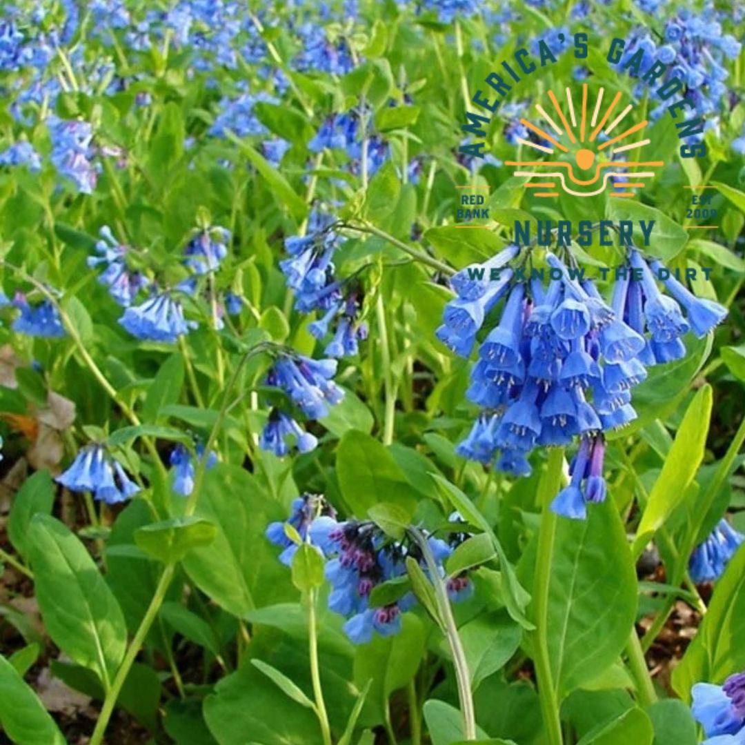 Virginia Bluebells - America's Gardens Nursery