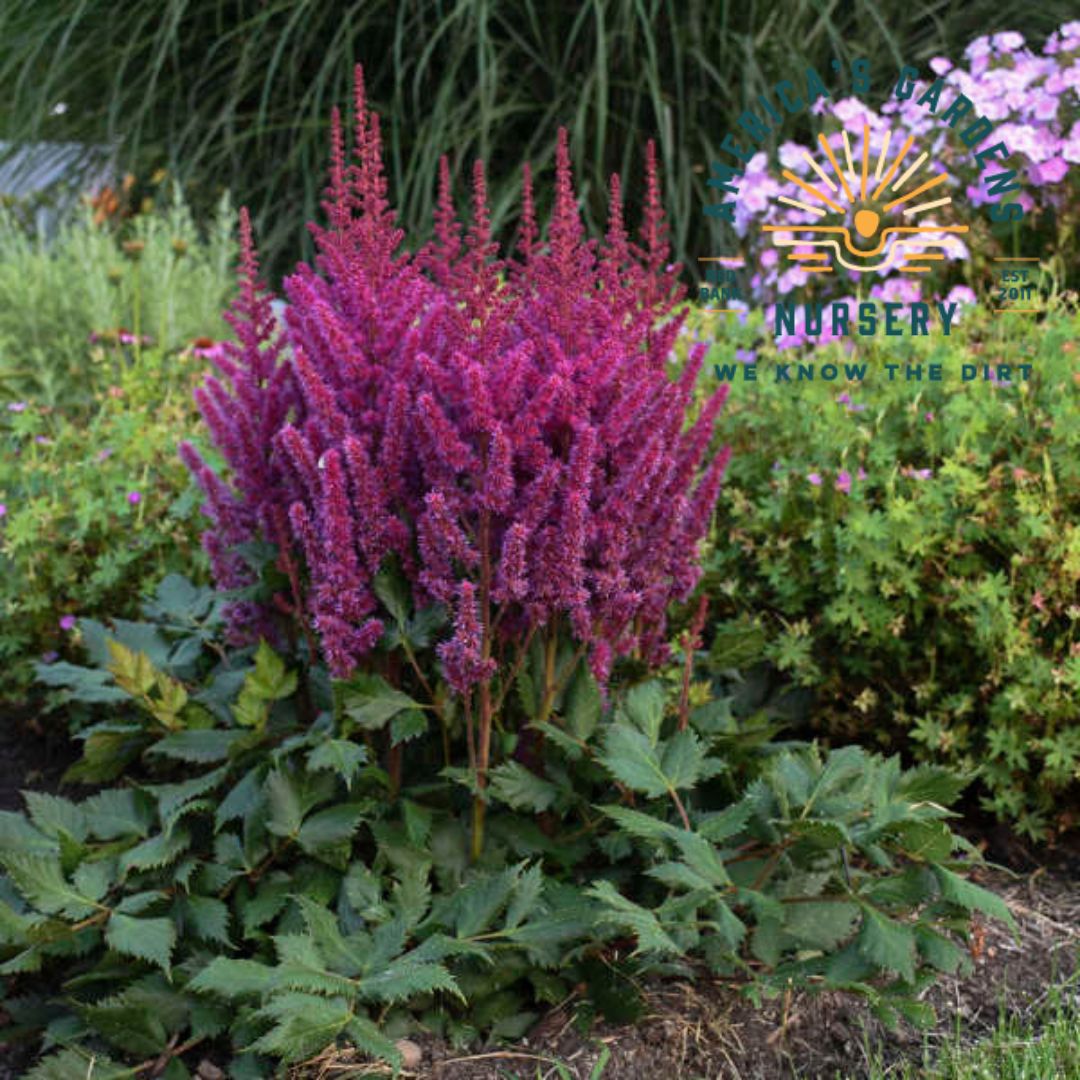 Visions Raspberry Pink Astilbe - America's Gardens Nursery