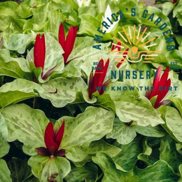 Wake Robin Red Trillium - America's Gardens Nursery