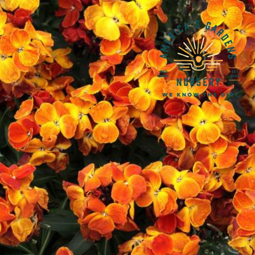 Wallflower, Sugar Rush Orange - America's Gardens Nursery