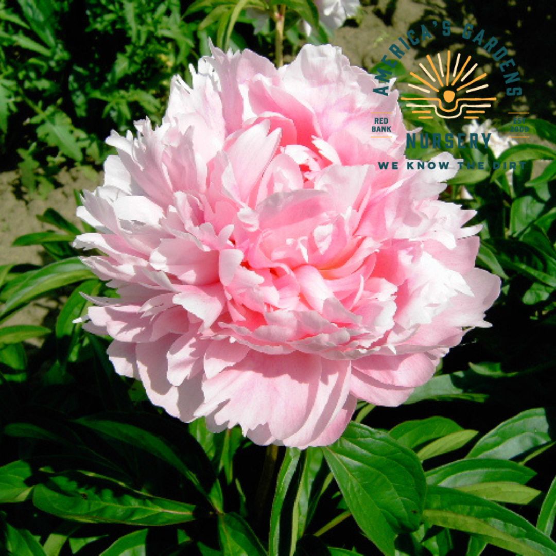 Walter Faxon Peony - America's Gardens Nursery