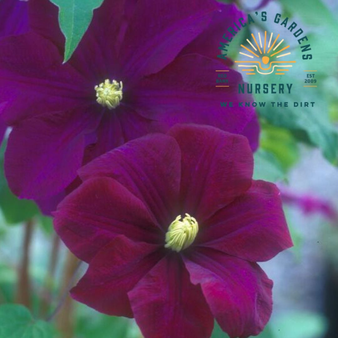 Warsaw Nike Clematis Vine - America's Gardens Nursery