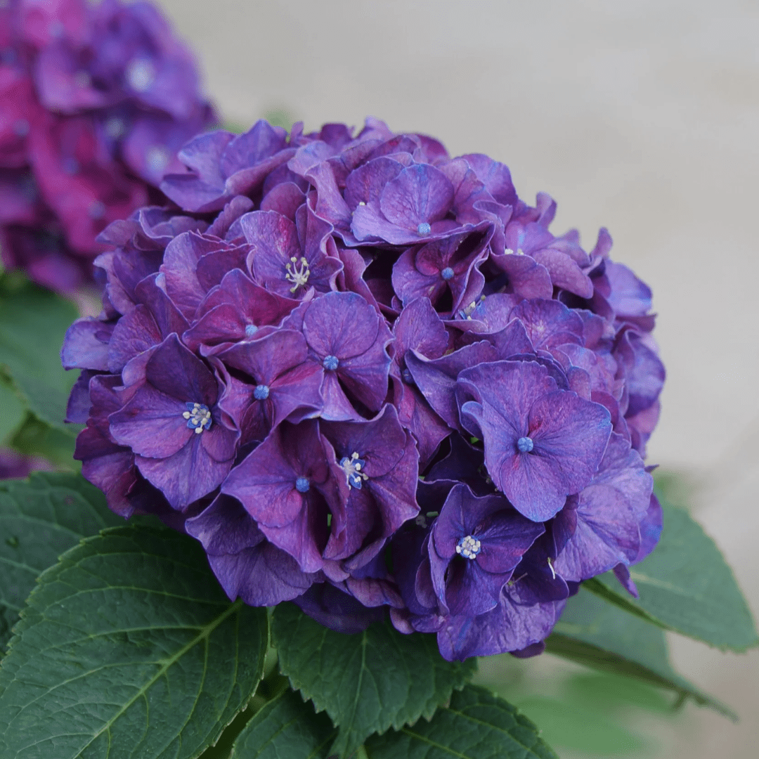 Wee Bit Grumpy Hydrangea - America's Gardens Nursery