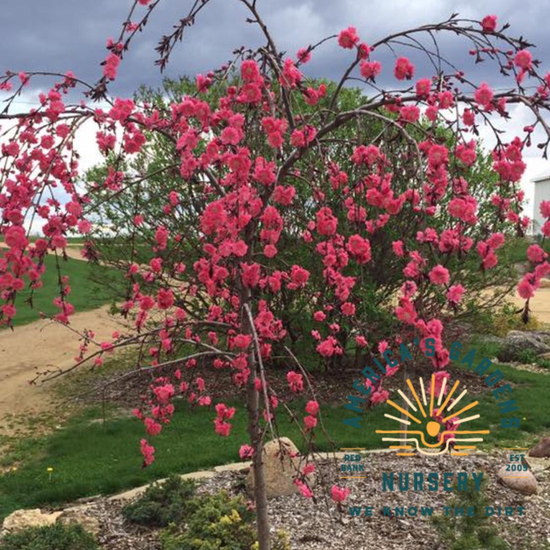 Weeping Pink Cascade Peach Tree - America's Gardens Nursery