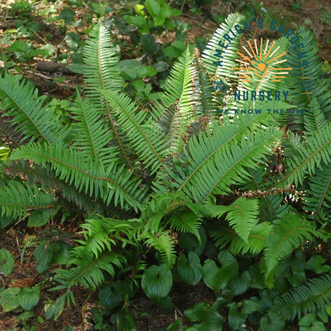 Western Sword Fern - America's Gardens Nursery