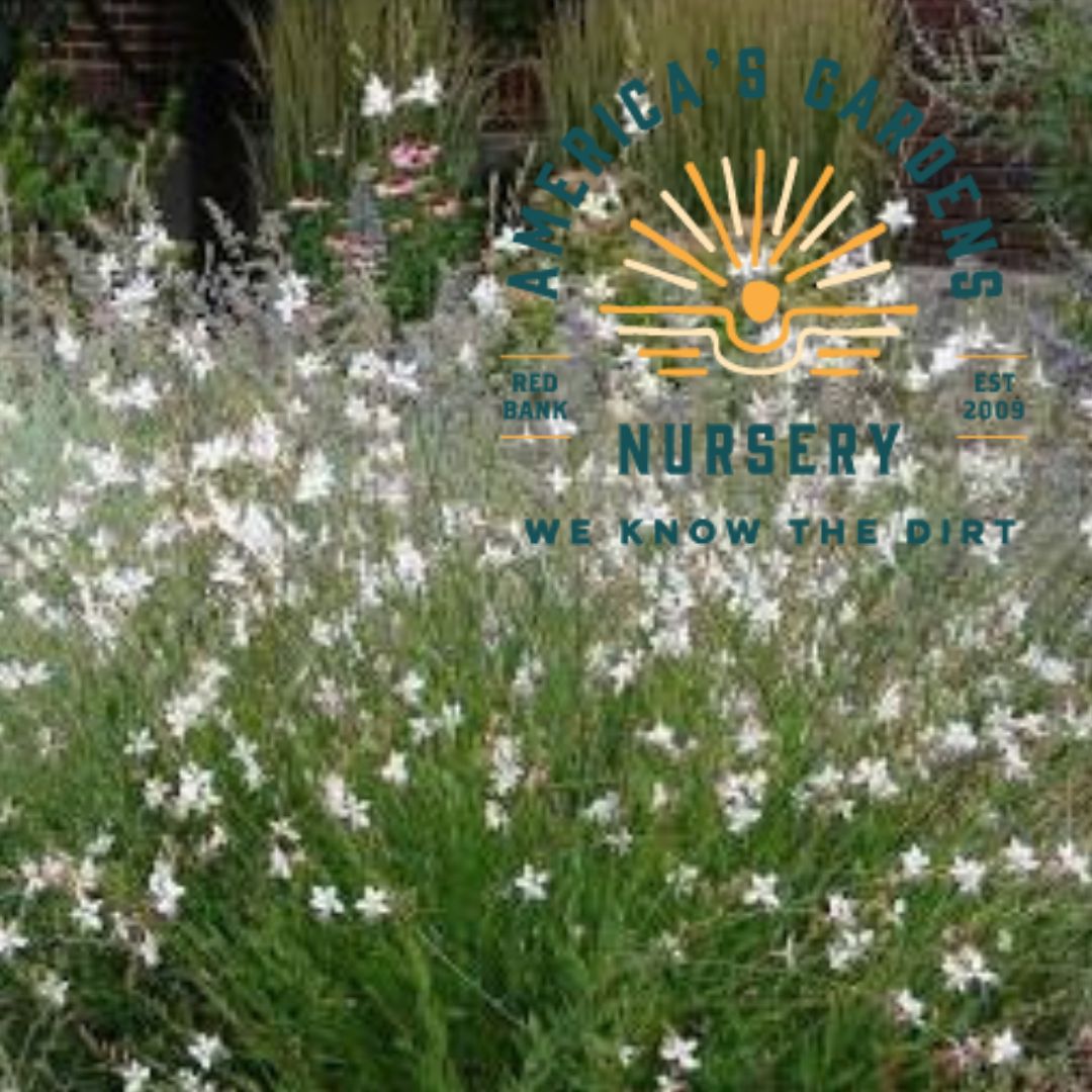 Whirling Butterflies Guara - America's Gardens Nursery