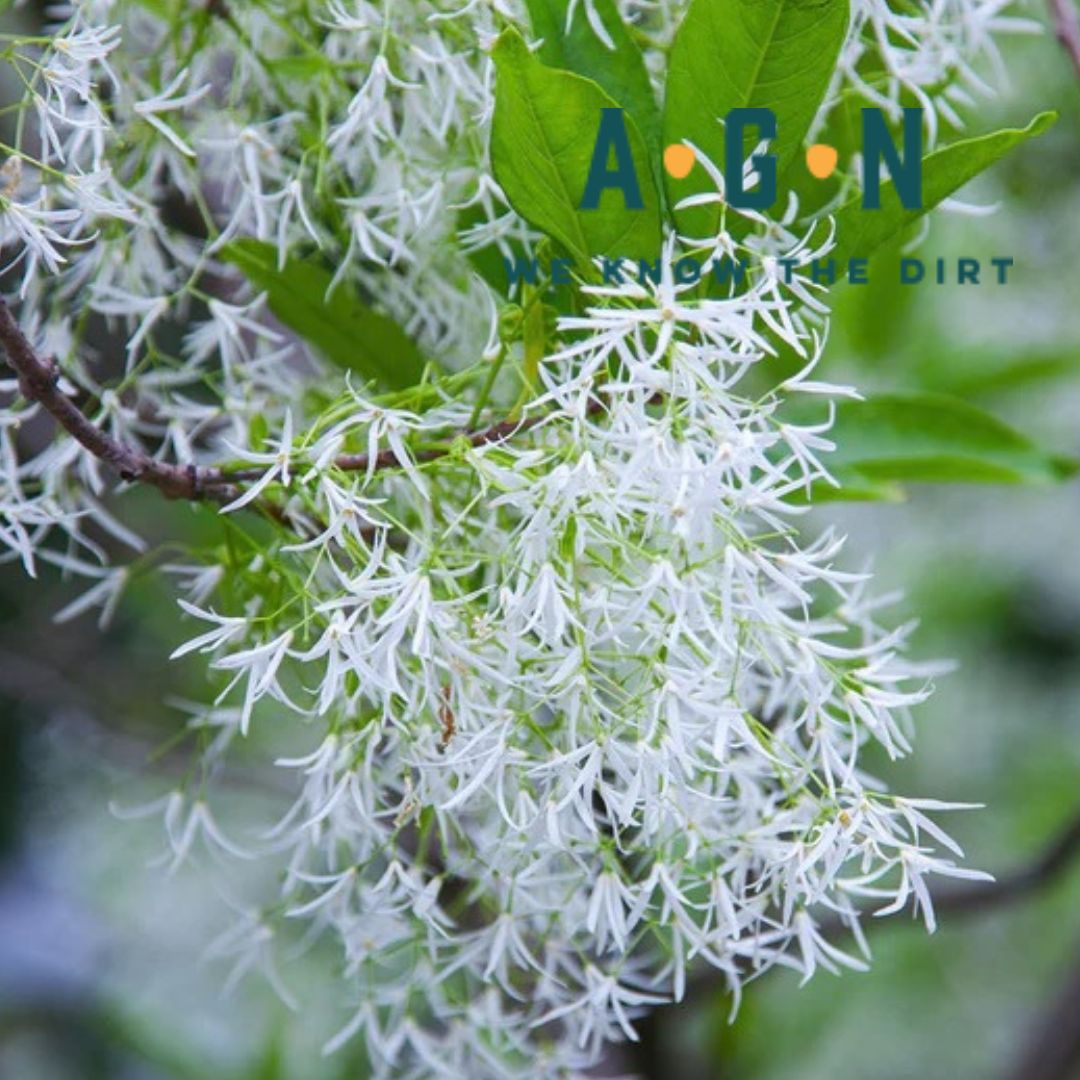 White Fringe Tree - America's Gardens Nursery