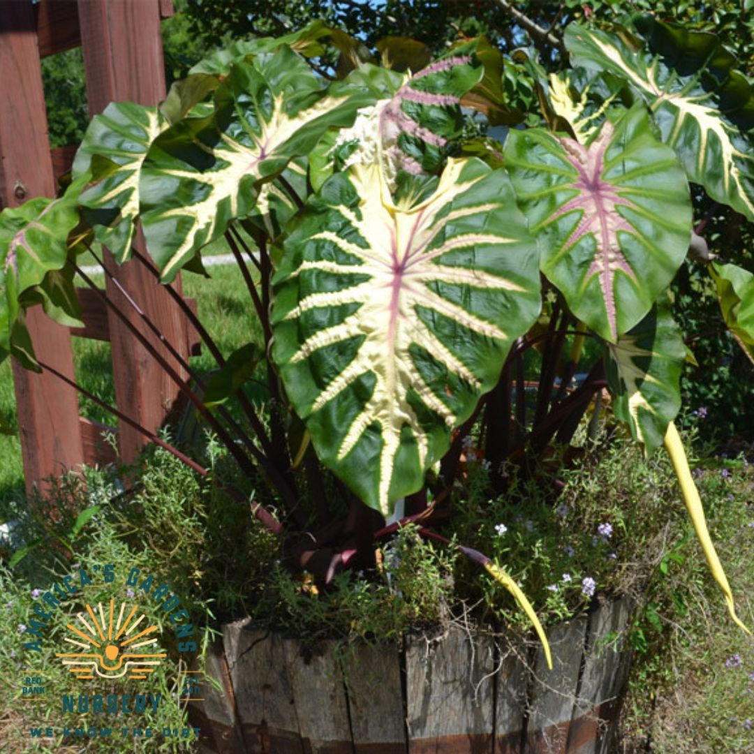 White Lava Elephant Ear - America's Gardens Nursery