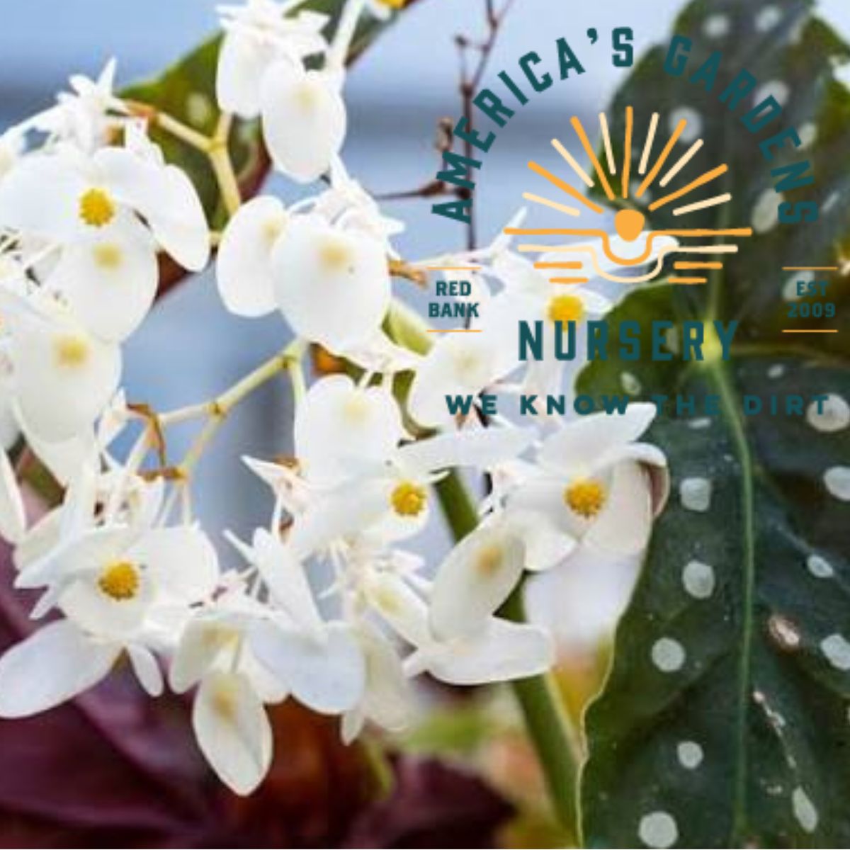 White Polka Dot Begonias - America's Gardens Nursery