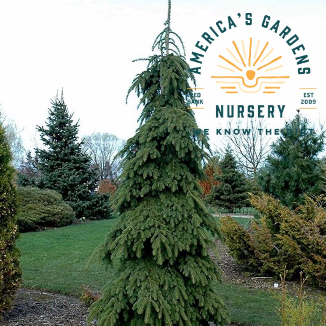 White Weeping Spruce - America's Gardens Nursery