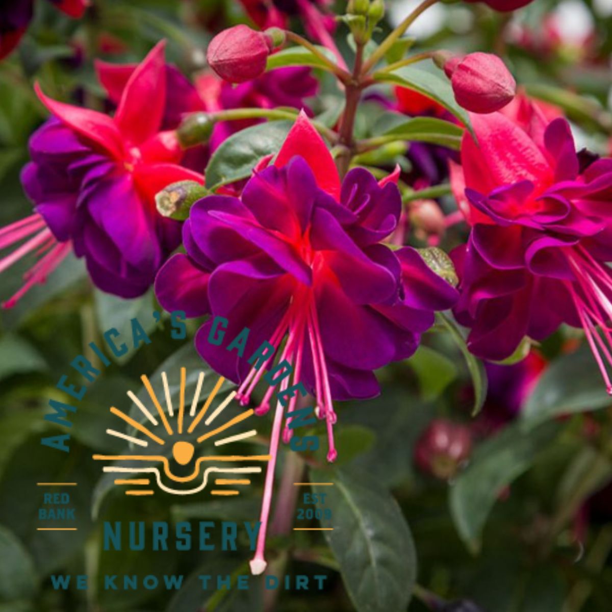 Windchimes Basket Double Dark Eyes Fuchsia - America's Gardens Nursery