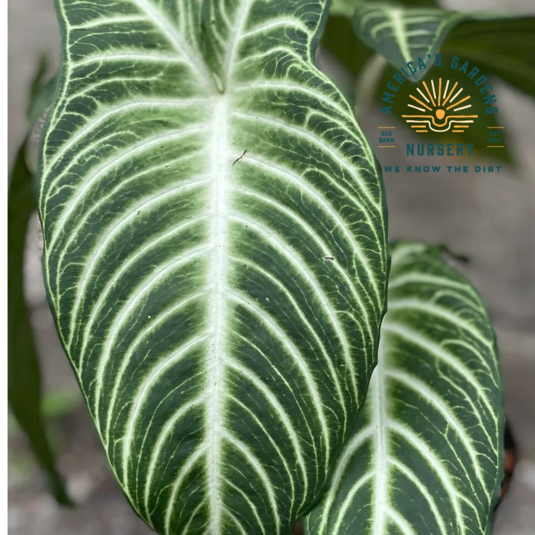 Xanthosoma, Lindenii Magnificum (Caladium Magnificent) - America's Gardens Nursery