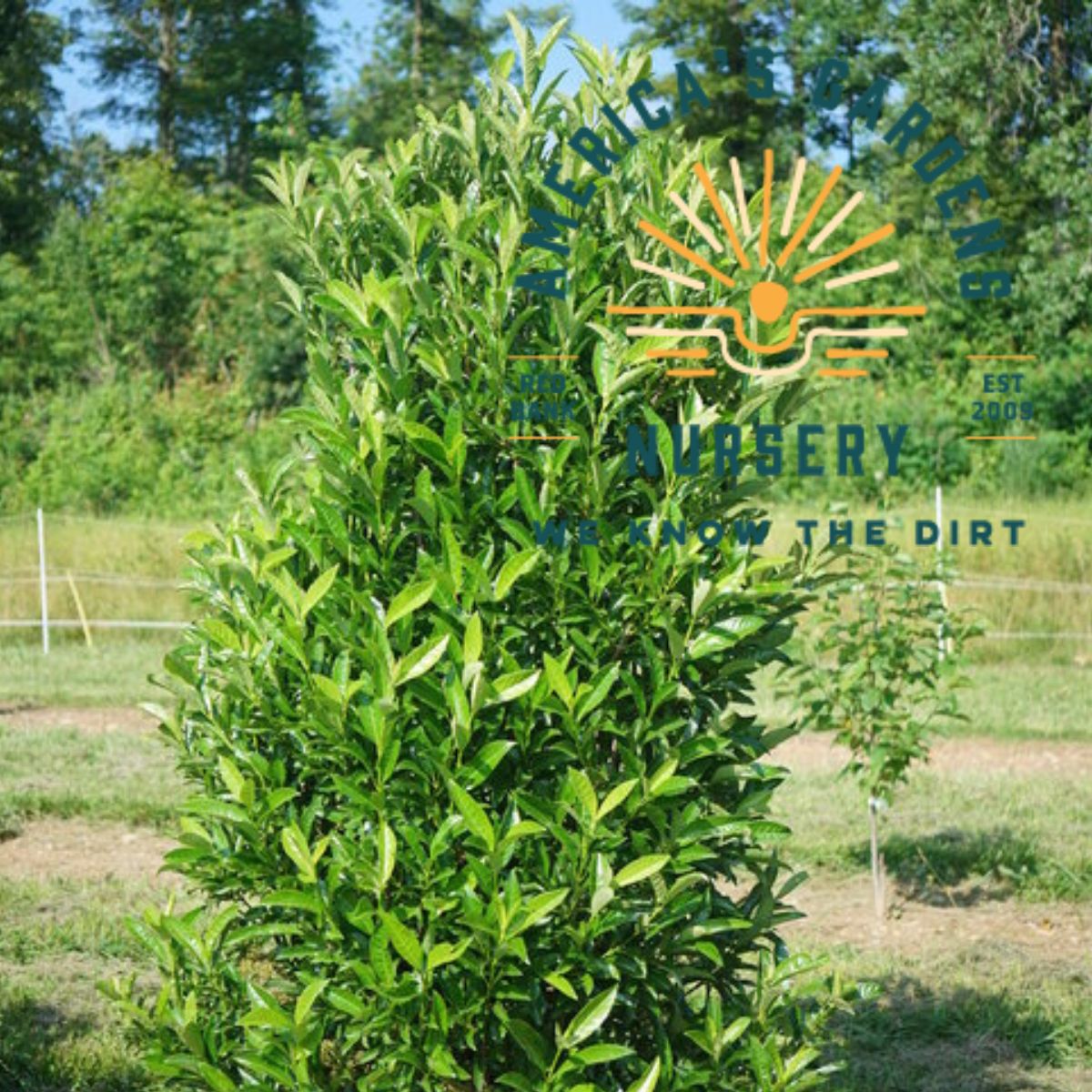 Yardline Viburnum - America's Gardens Nursery