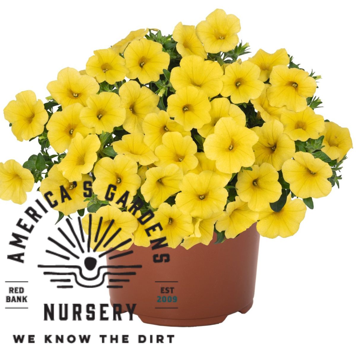 Yellow Improved Bloomtastic Calibrachoa - America's Gardens Nursery