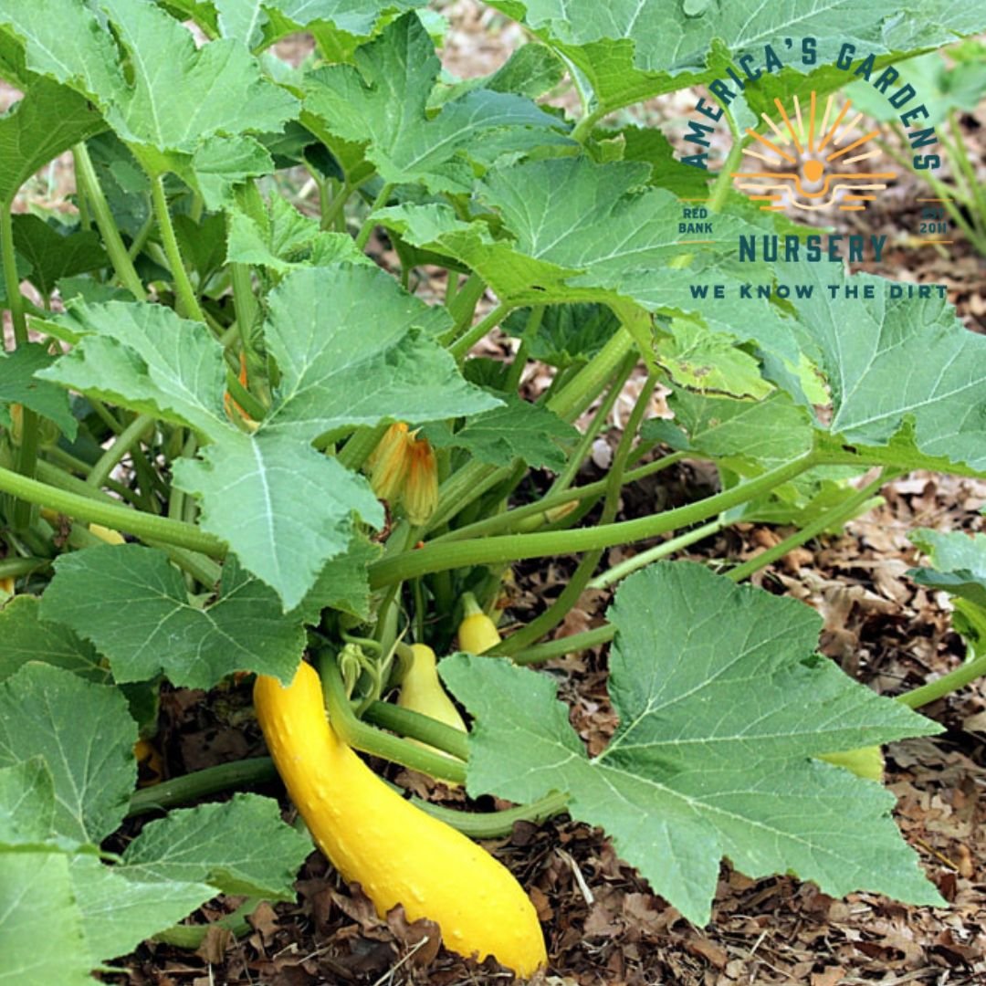 Yellow Straight Neck Squash - America's Gardens Nursery