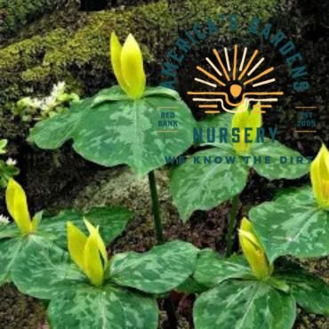 Yellow Trillium - America's Gardens Nursery