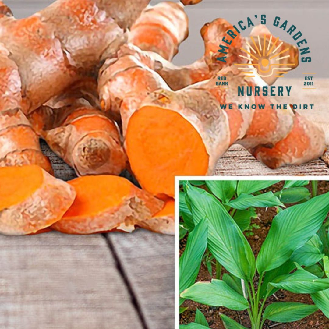 Yellow Tumeric Plant - America's Gardens Nursery
