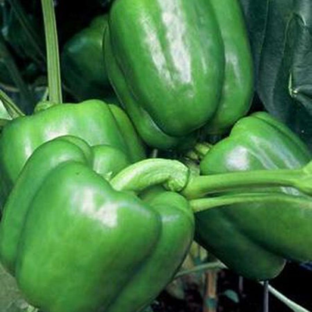 Yolo Green Bell Pepper - America's Gardens Nursery