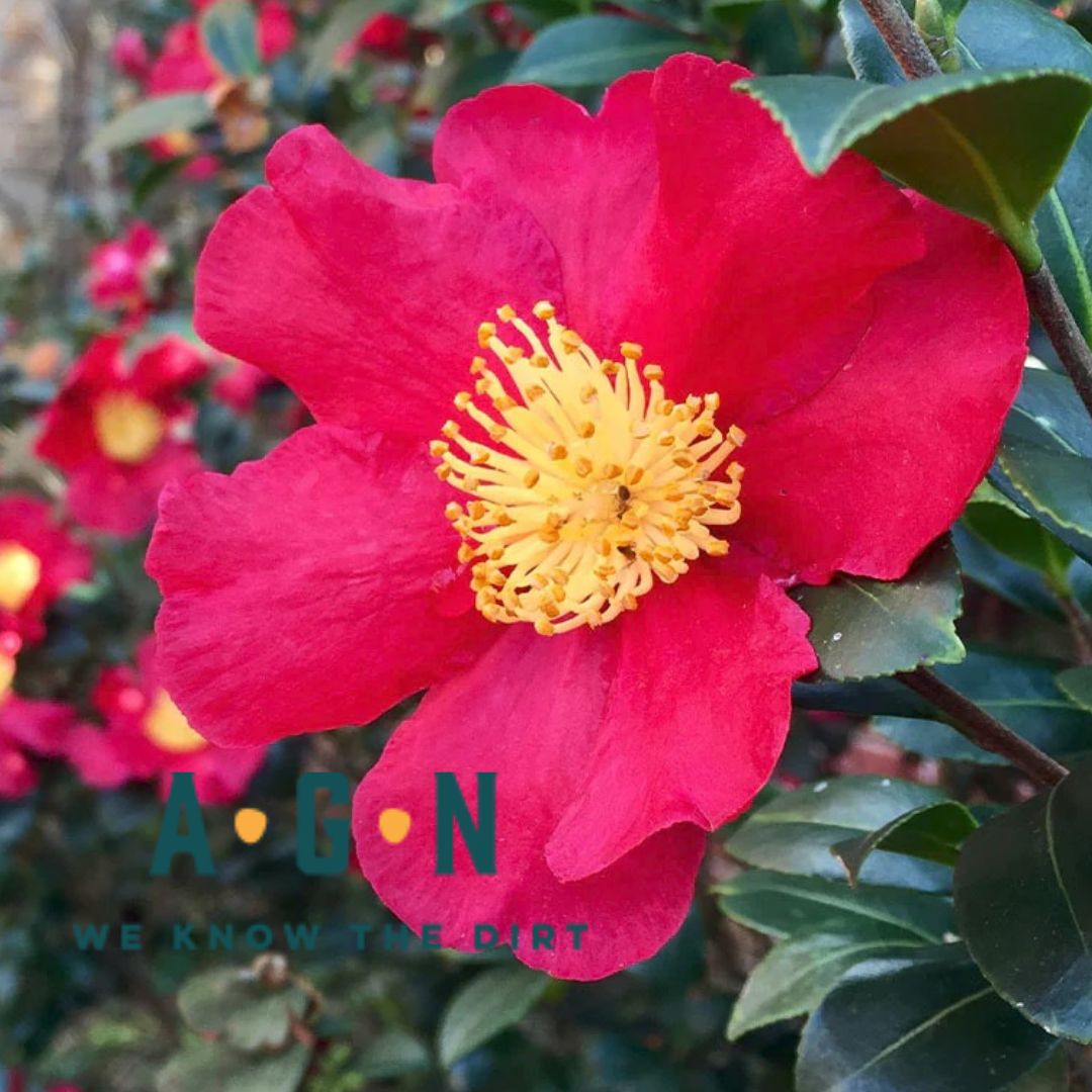 Yuletide Japonica Camellia - America's Gardens Nursery