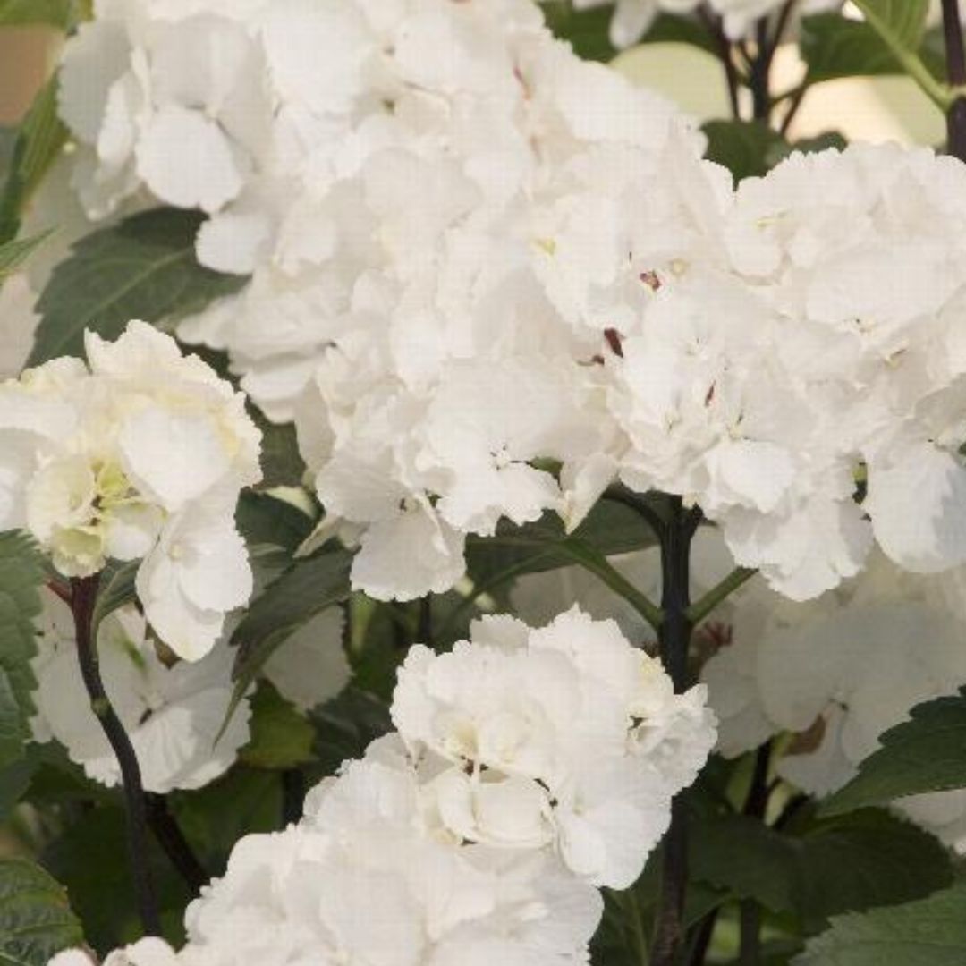 Zebra Onyx Hydrangea - America's Gardens Nursery