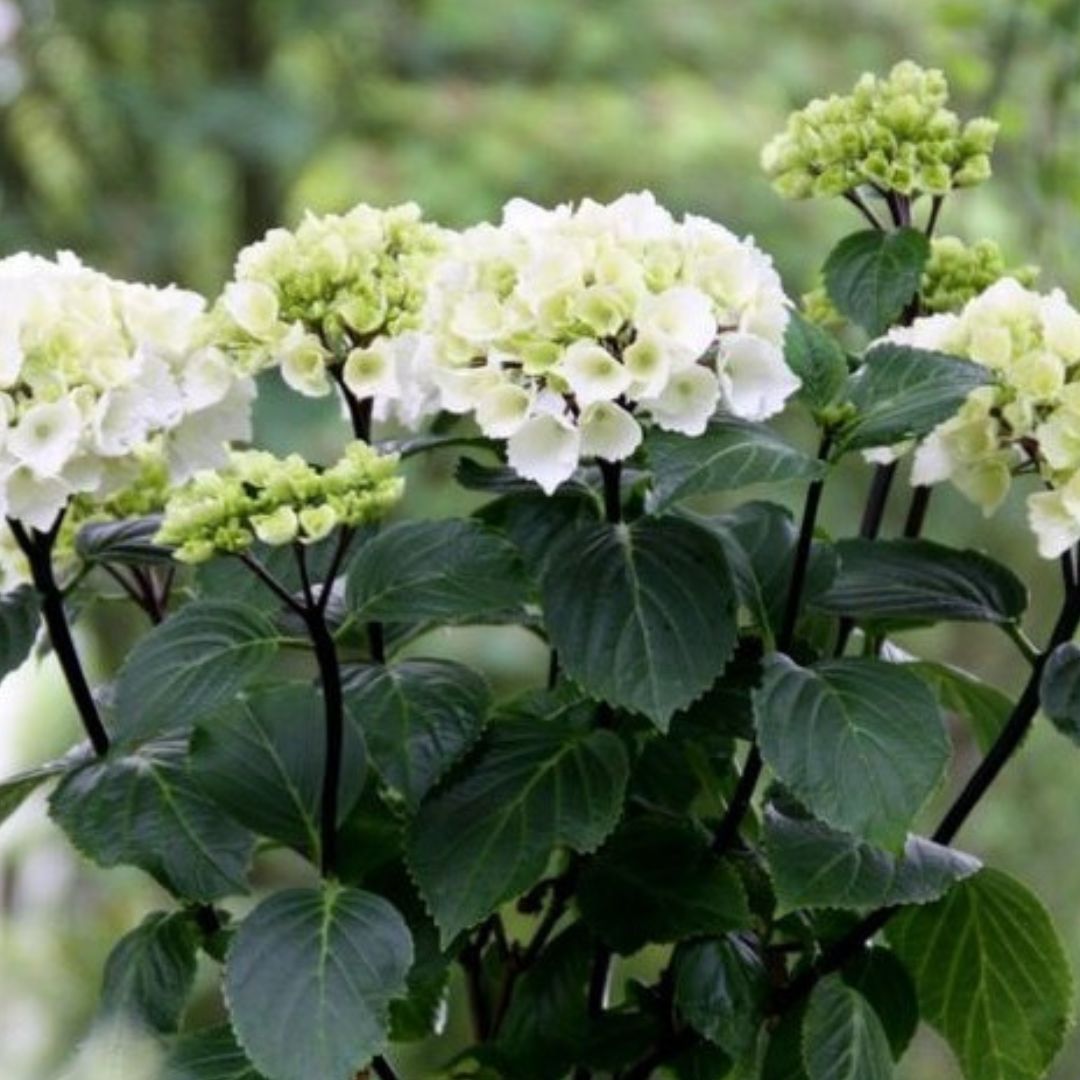 Zebra Onyx Hydrangea - America's Gardens Nursery