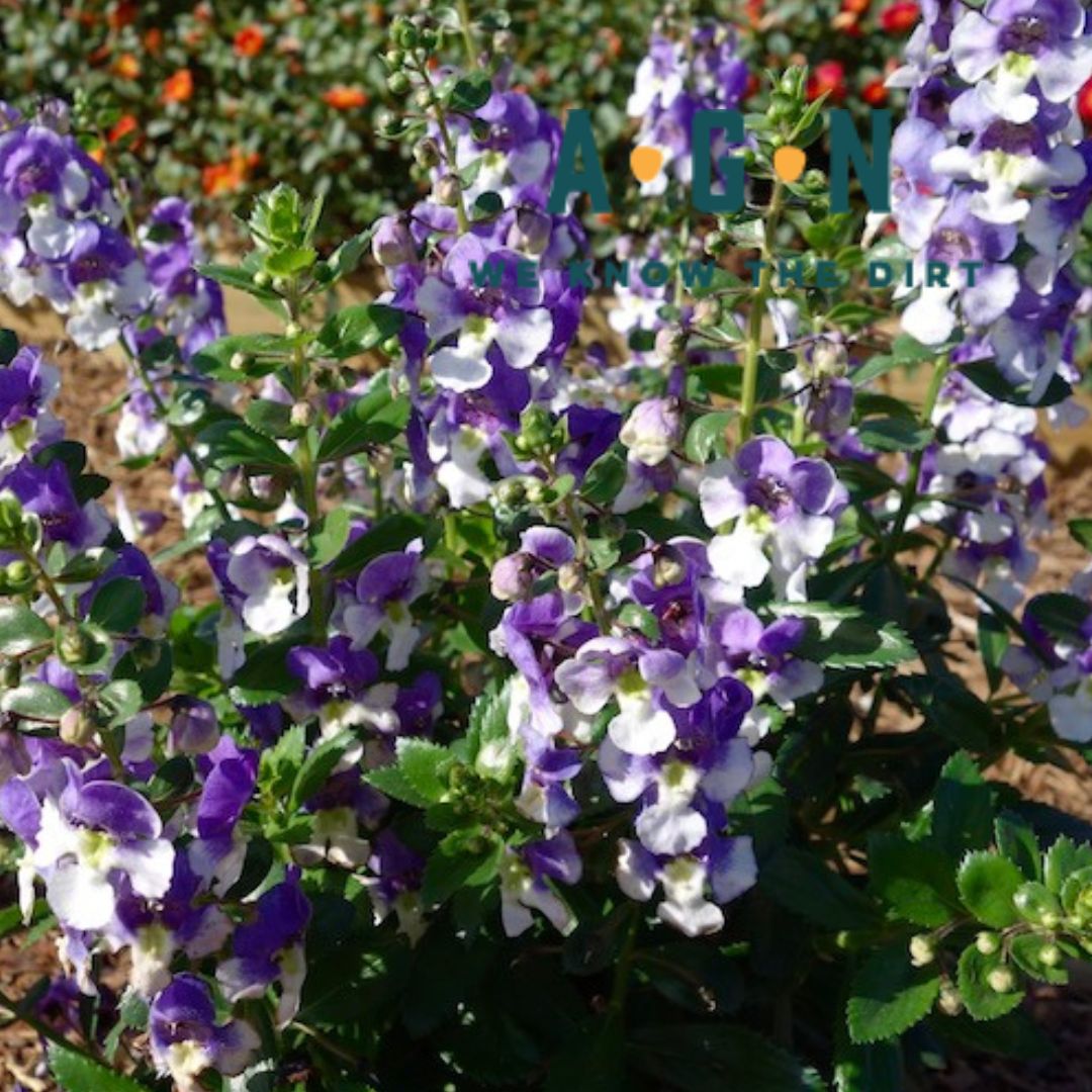 Alonia Big Bicolor Purple Angelonia