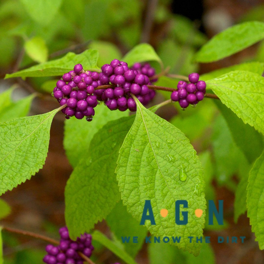 American Beautyberry