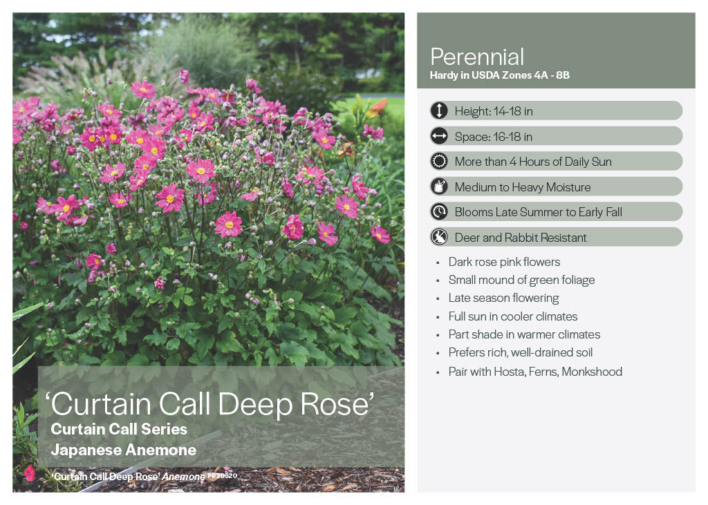Curtain Call Deep Rose Anemone