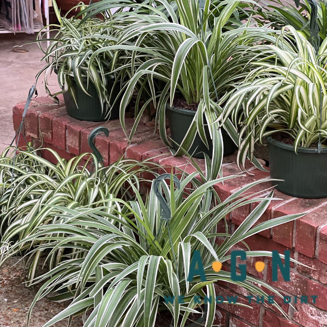 Spider Plant, Spider Plant - Variegatum