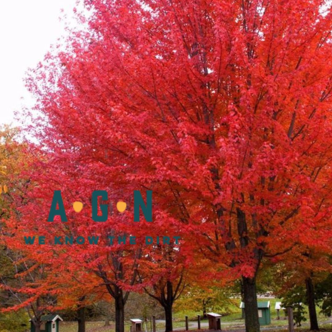 Autumn Blaze Maple