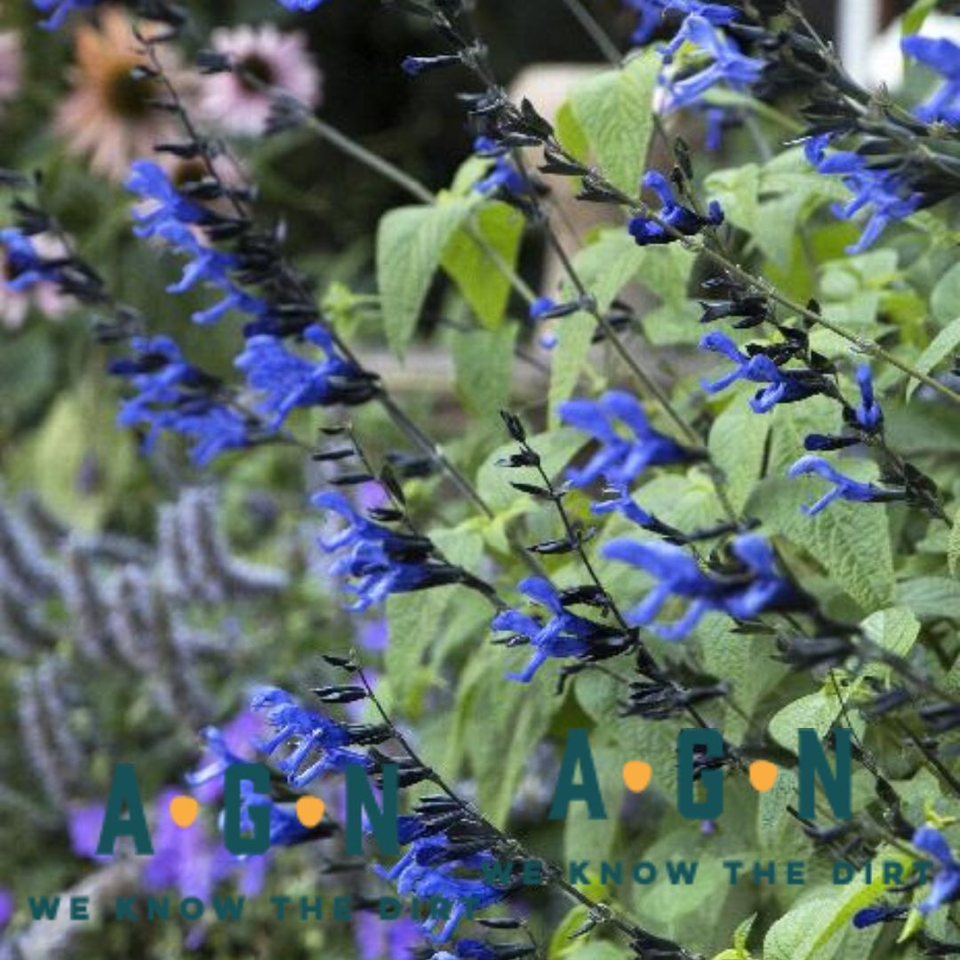 Black & Blue Salvia