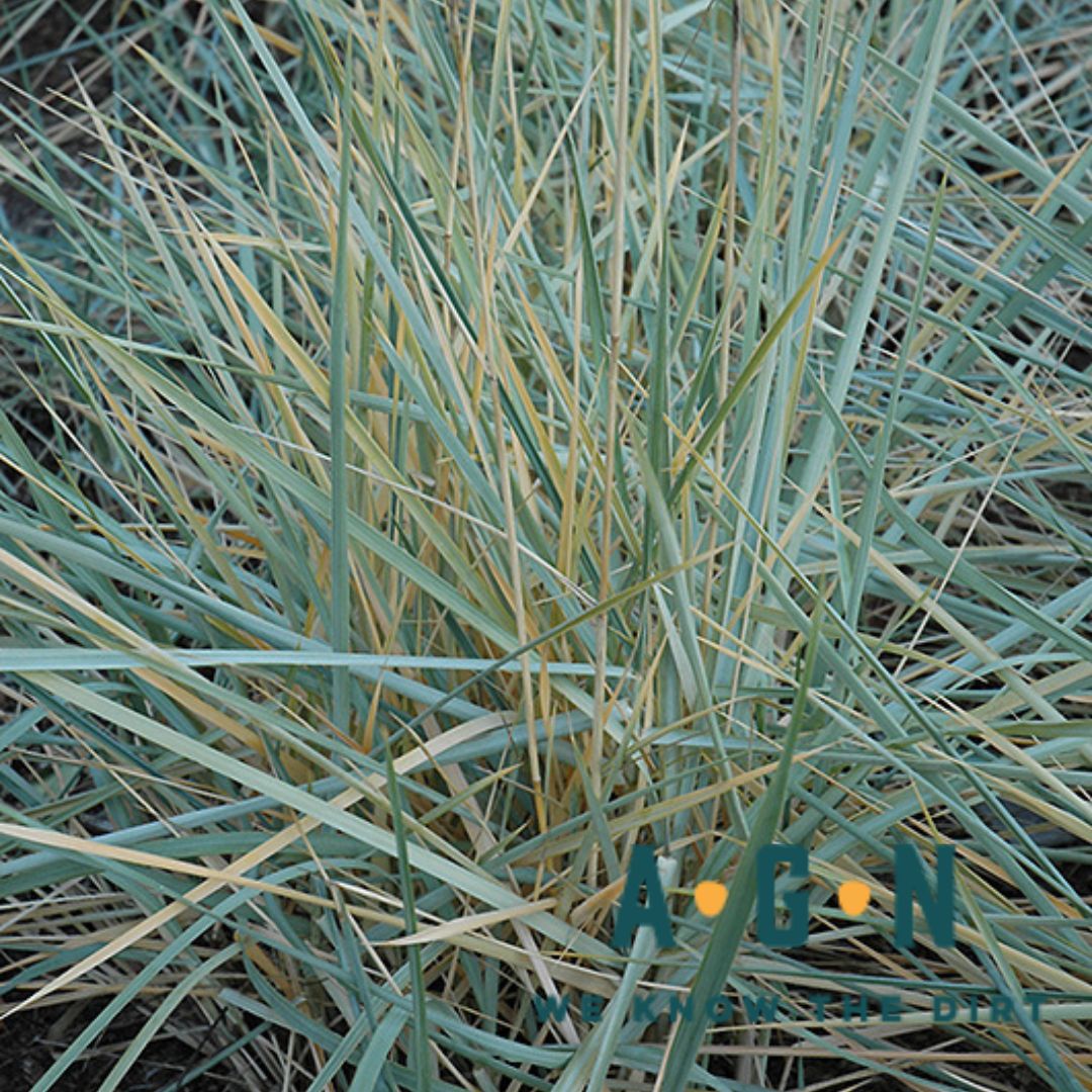 Blue Dune Lyme Ornamental Grass