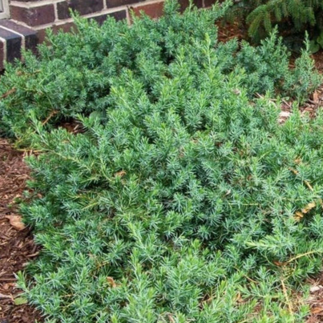 Blue Pacific Juniper | America's Gardens Nursery