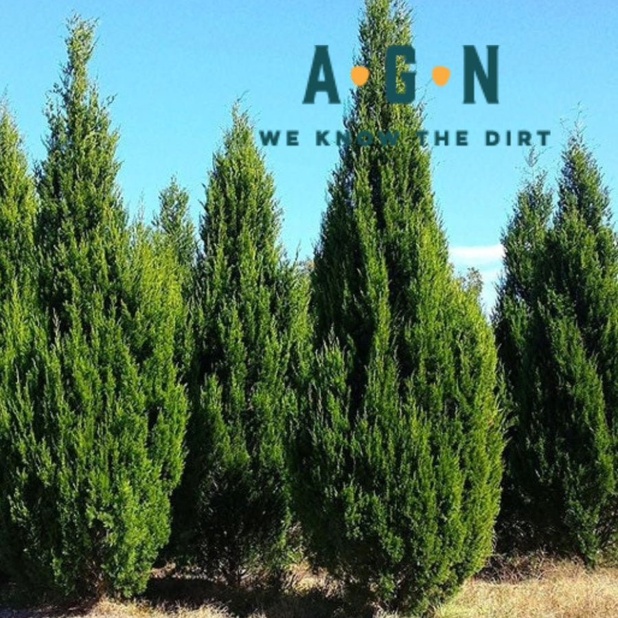 Brodie Juniper America's Gardens Nursery