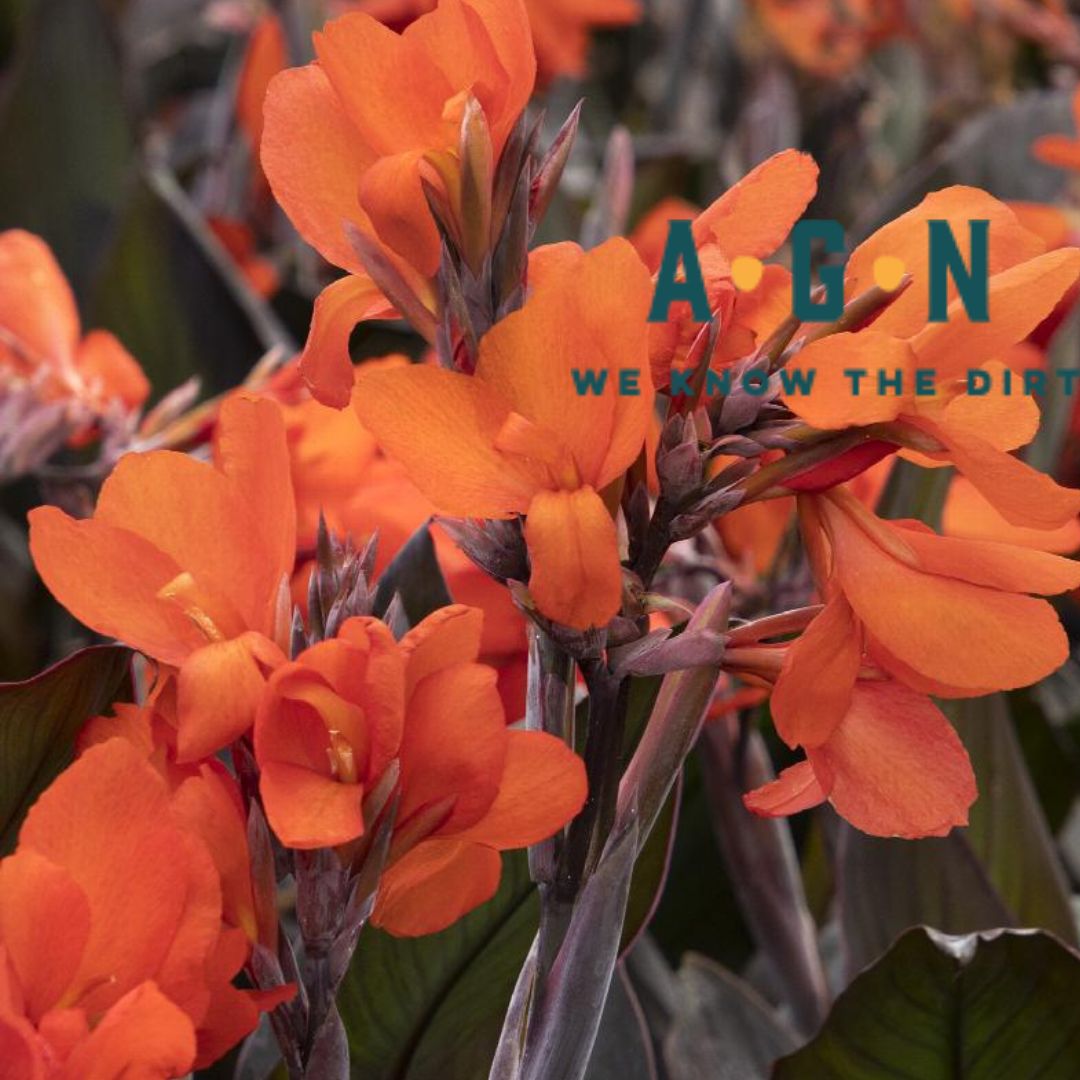 Bronze Orange Cannova Canna America's Gardens Nursery