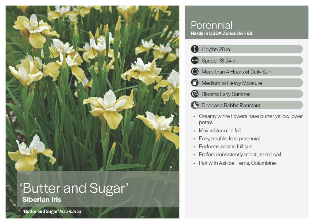 Butter & Sugar Iris
