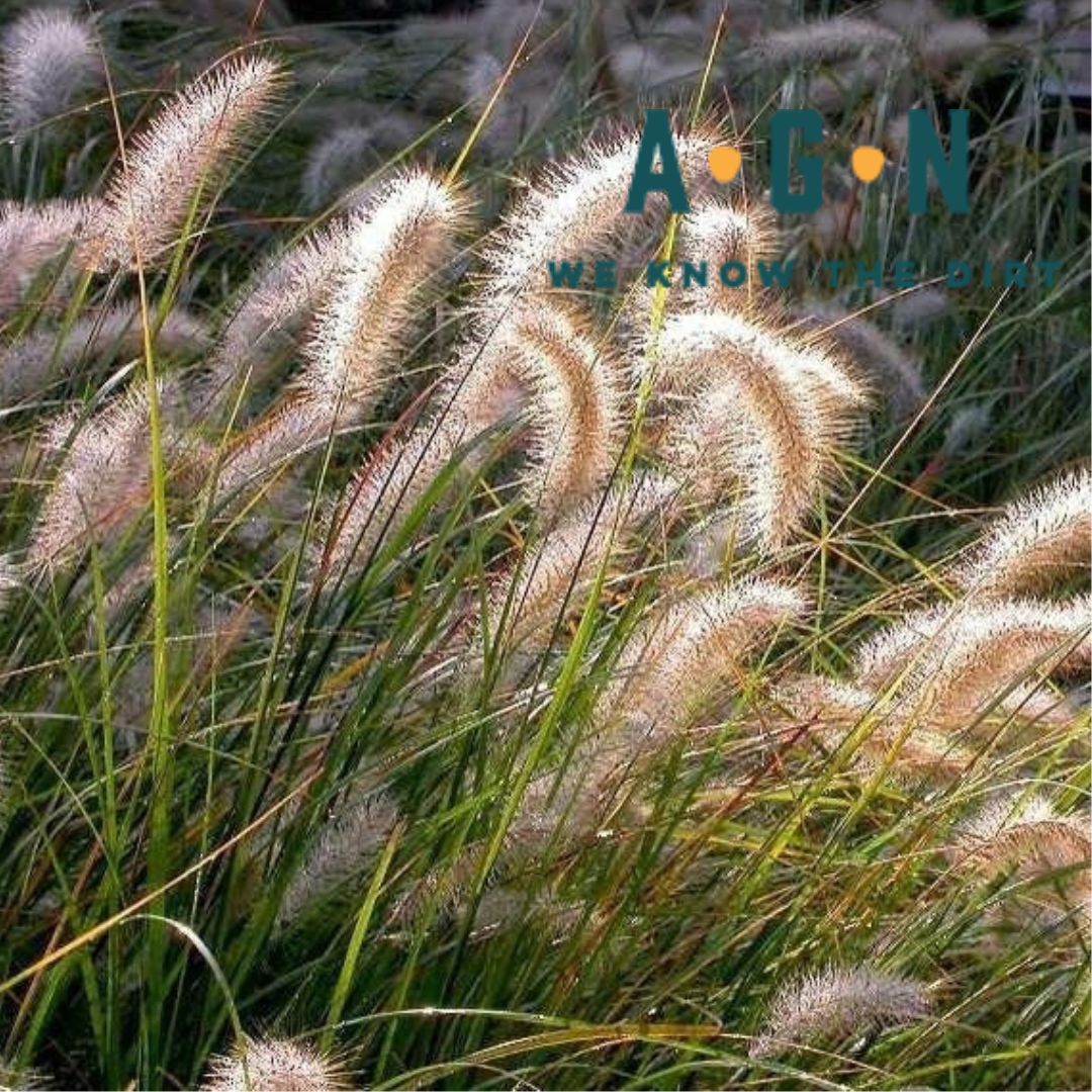 Cassian Fountain Pennisetum Grass