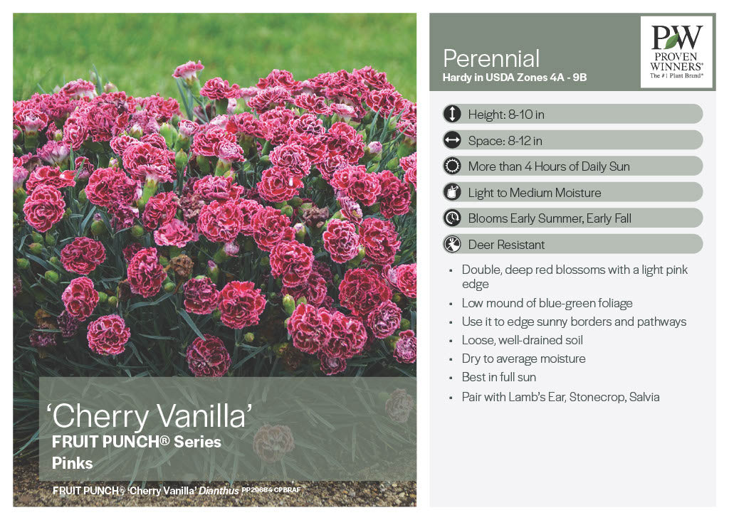 Cherry Vanilla Dianthus