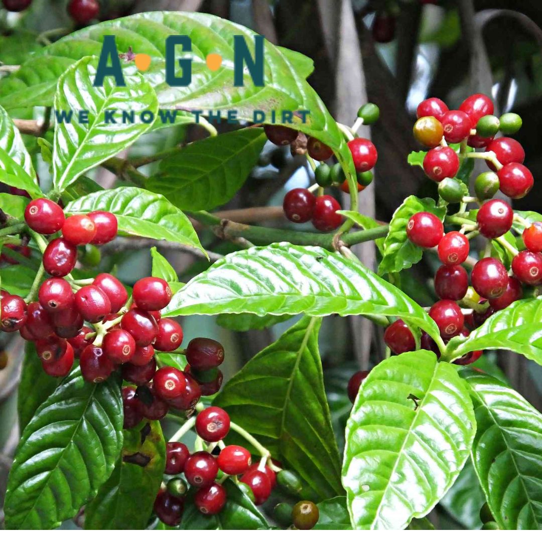 Coffee Plant (Arabica)