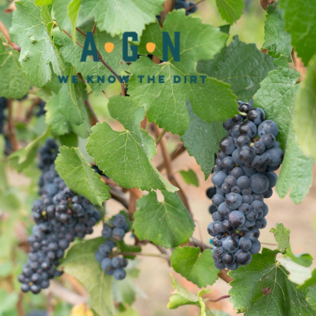 Concord Blue Grape Vine