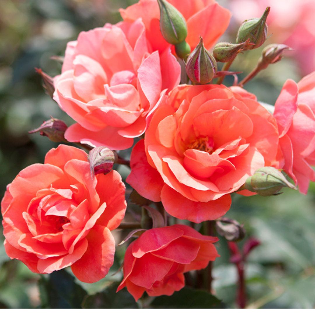 Knockout Roses Transparent Background Knockout Rose Bushes | America's Gardens Nursery
