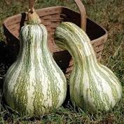 Pumpkins, Grown