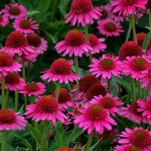 Delicious Candy Echinacea (Cone Flower)