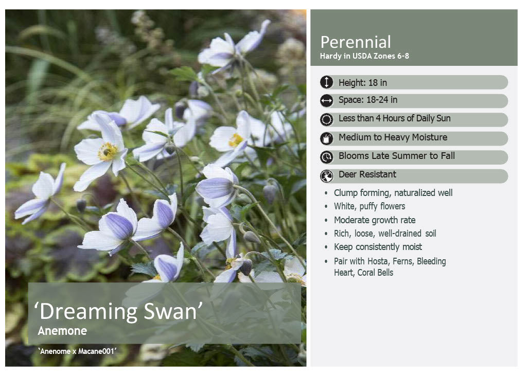 Dreaming Swan Anemone