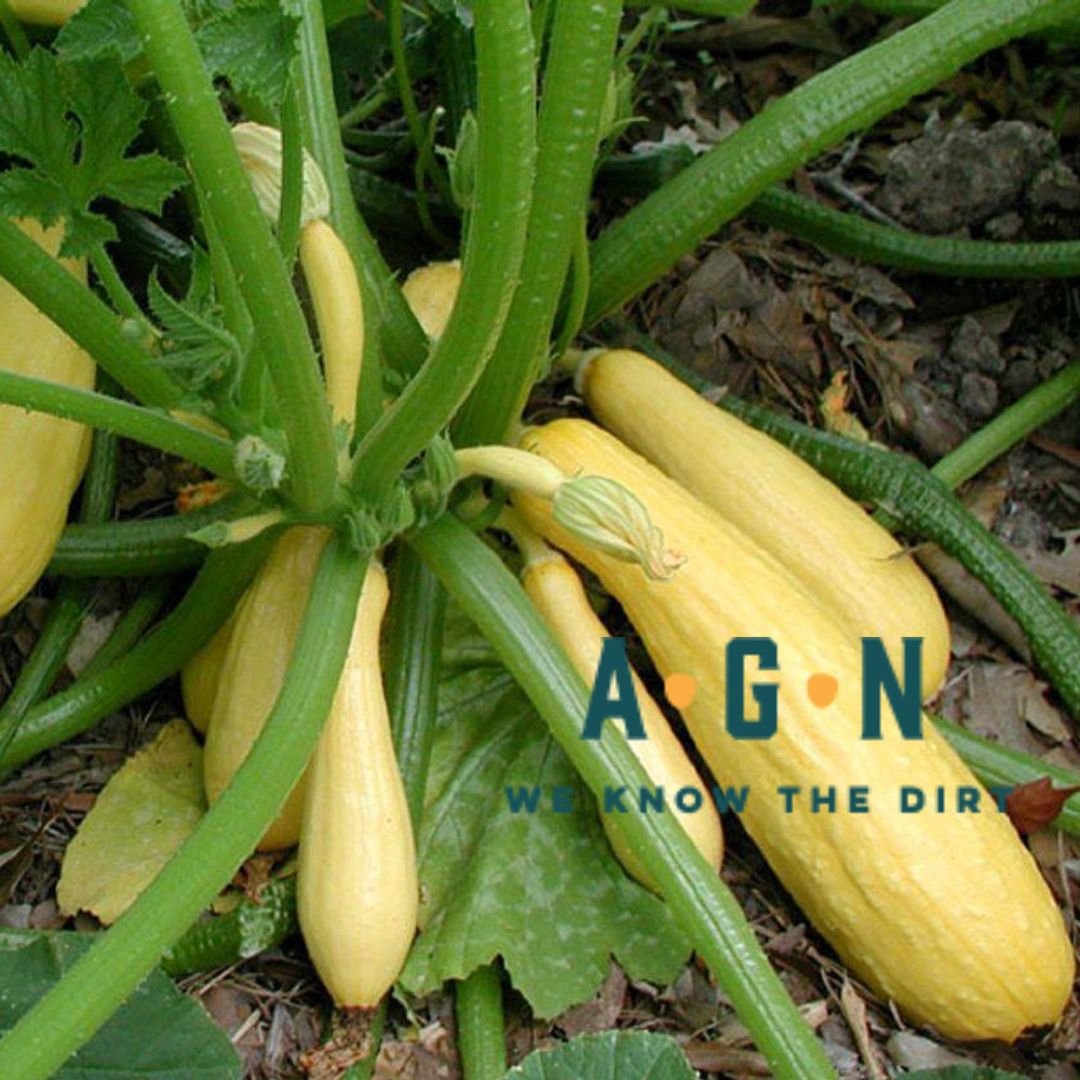 Crookneck Early Gold Summer Squash