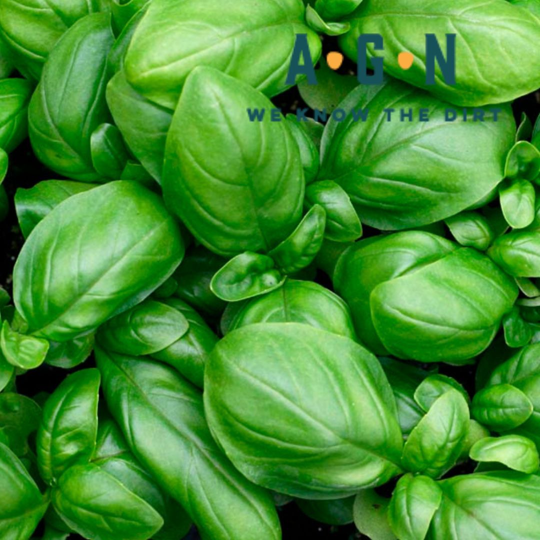 Italian Large Leaf Basil