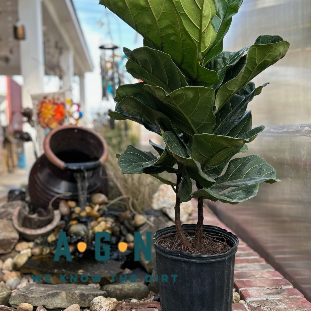 Ficus Lyrata (Fiddle Leaf Fig) Pandurata Bush