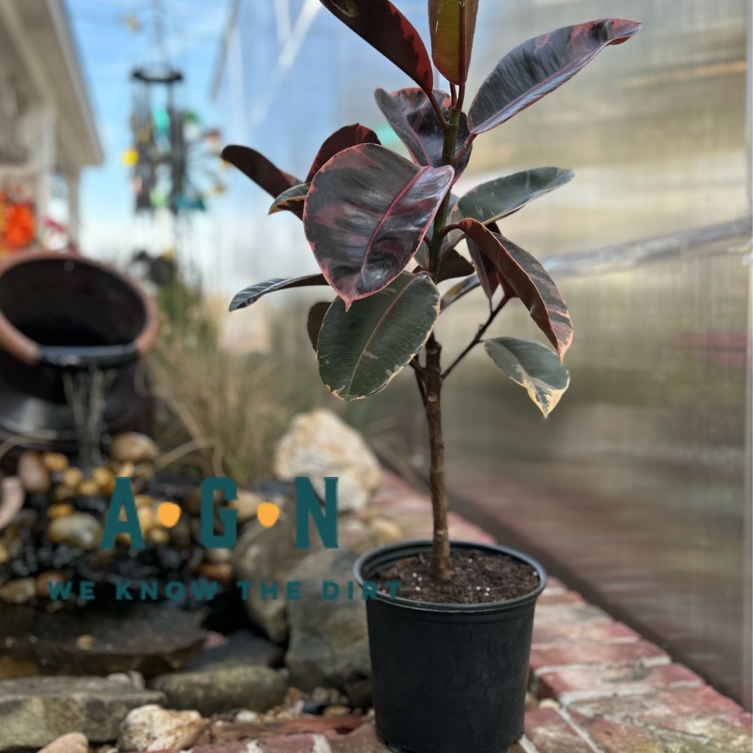 Ficus Ruby Elastica (Rubber Tree Plant)