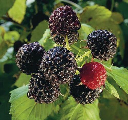 Jewel Black Raspberry | America's Gardens Nursery